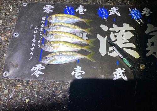 マアジの釣果