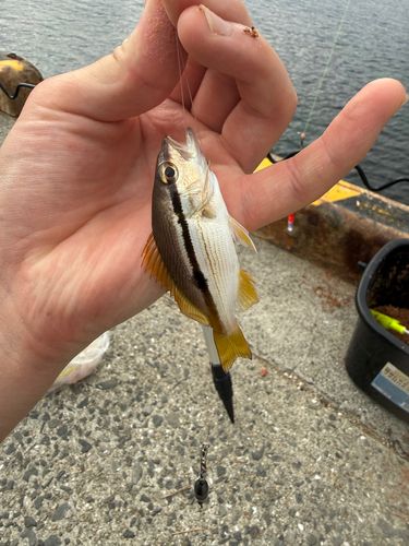 ヨコスジフエダイの釣果