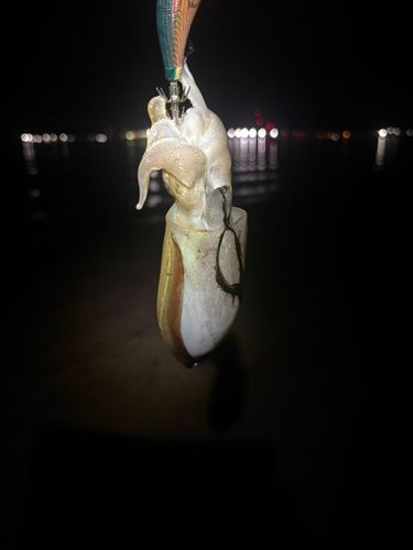 コウイカの釣果