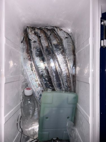タチウオの釣果