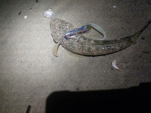 マゴチの釣果
