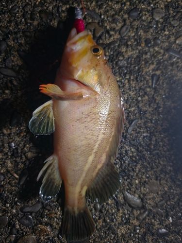 クロソイの釣果