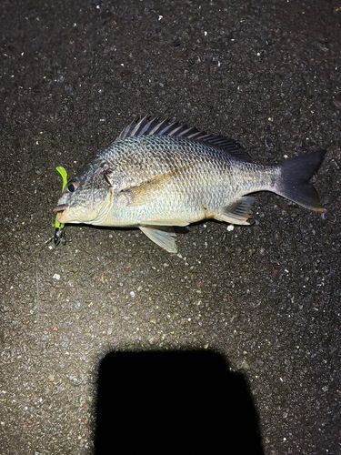 キビレの釣果