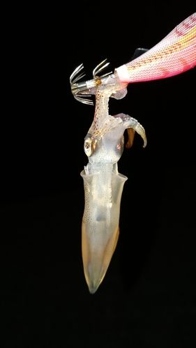 ヒイカの釣果
