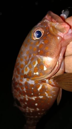 アコウの釣果