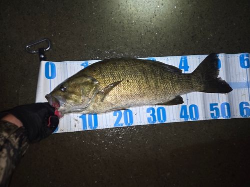 スモールマウスバスの釣果