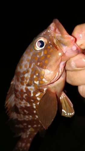 アコウの釣果