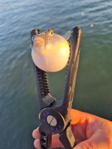 フグの釣果