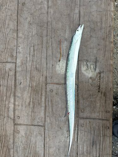 イタチウオの釣果