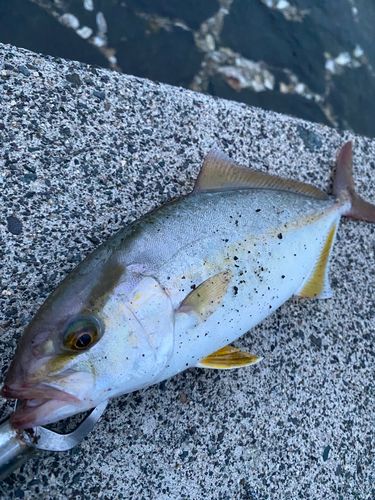シオの釣果