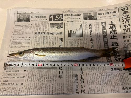 カマスの釣果