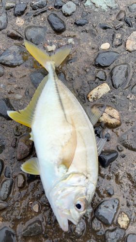メッキの釣果