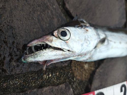 タチウオの釣果