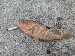 キジハタの釣果