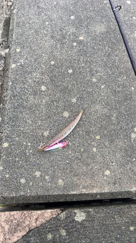 カマスの釣果