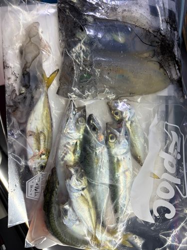 サバの釣果