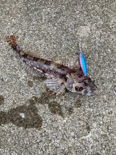 アナハゼの釣果