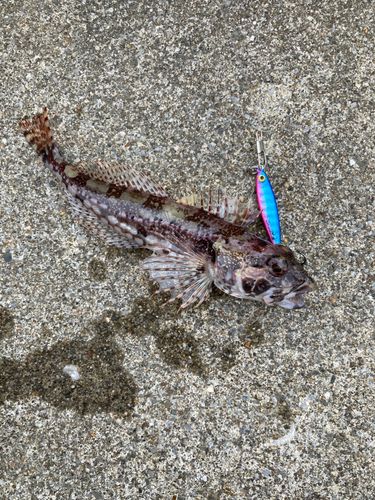 アナハゼの釣果