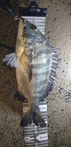 クロダイの釣果