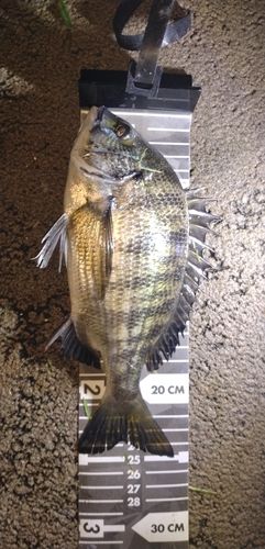 キビレの釣果