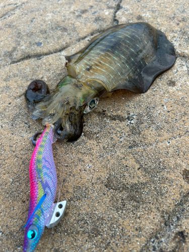 アオリイカの釣果