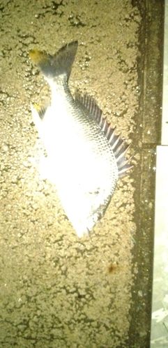 キビレの釣果