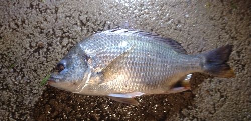 キビレの釣果