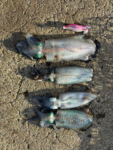 アオリイカの釣果