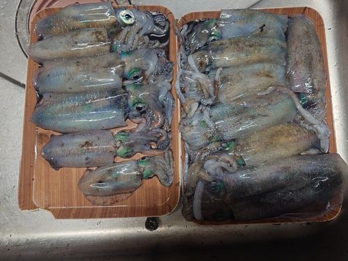 アオリイカの釣果