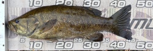 スモールマウスバスの釣果