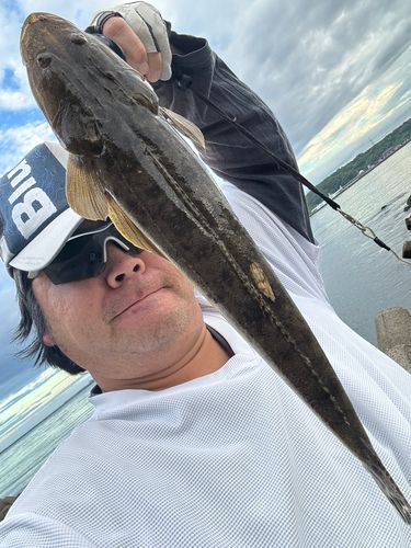マゴチの釣果