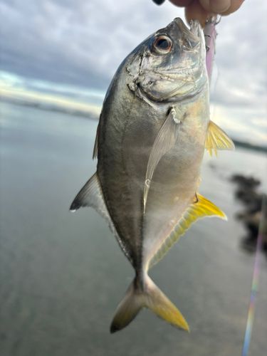 メッキの釣果