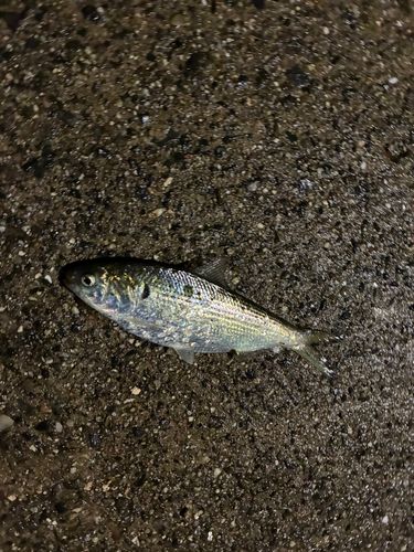 コノシロの釣果