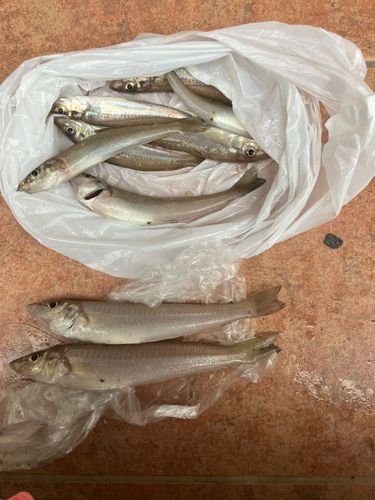 キスの釣果