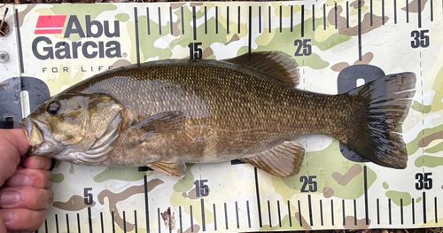 スモールマウスバスの釣果