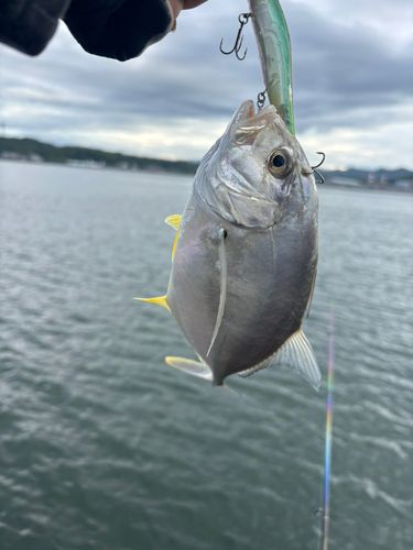 メッキの釣果