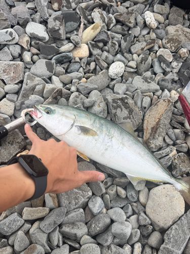 ブリの釣果
