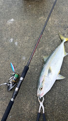 ワラサの釣果