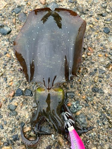 アオリイカの釣果