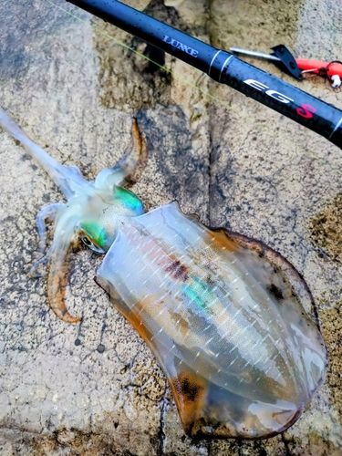 アオリイカの釣果