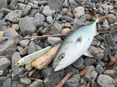 ブリの釣果