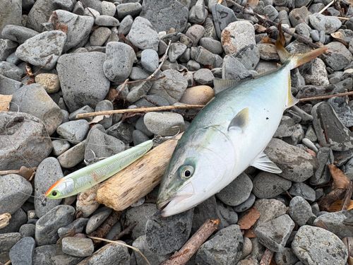 ブリの釣果