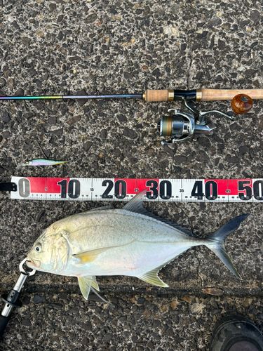 メッキの釣果