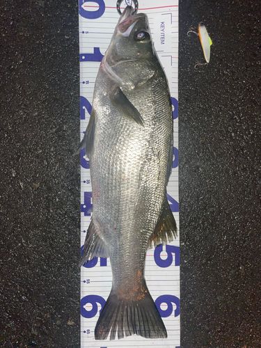 ヒラスズキの釣果