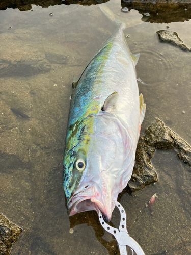 ワラサの釣果