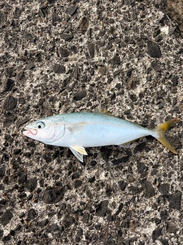 ワカシの釣果