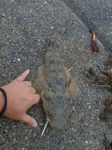 マゴチの釣果