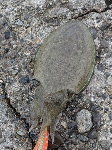 コウイカの釣果