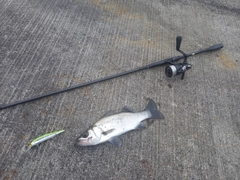 ヒラスズキの釣果