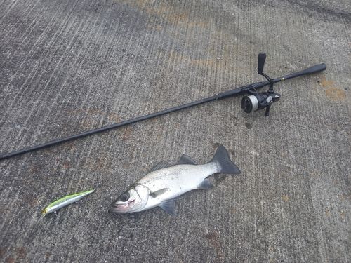 ヒラスズキの釣果
